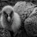 vautourdel'Himalaya-parcdesoiseauxVillarslesDombes
