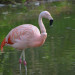 Flamandrose