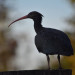 Ibis